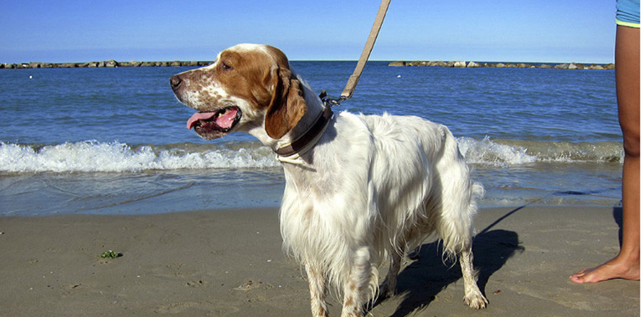 Cani In Spiaggia Scatta Il Divieto A Civitanova Picchio