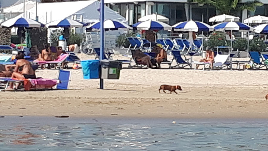 Spiaggia Senza Regole A Civitanova Dopo I Cavalli Anche Le