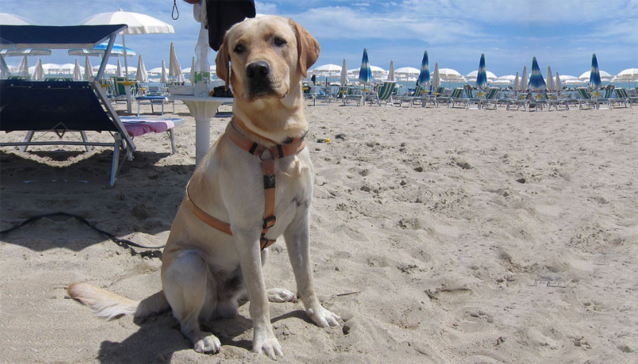 Cani In Spiaggia Stabilimenti Dog Friendly 2019 A