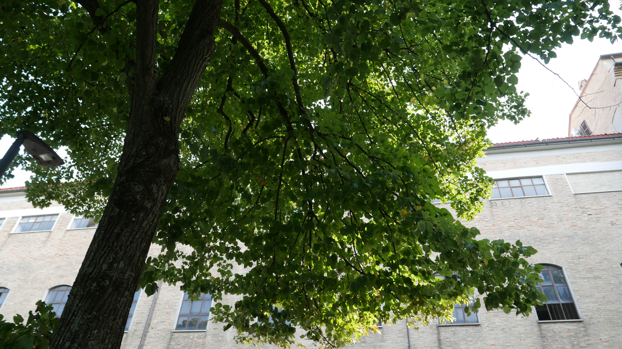 macerata-alberi-caldo