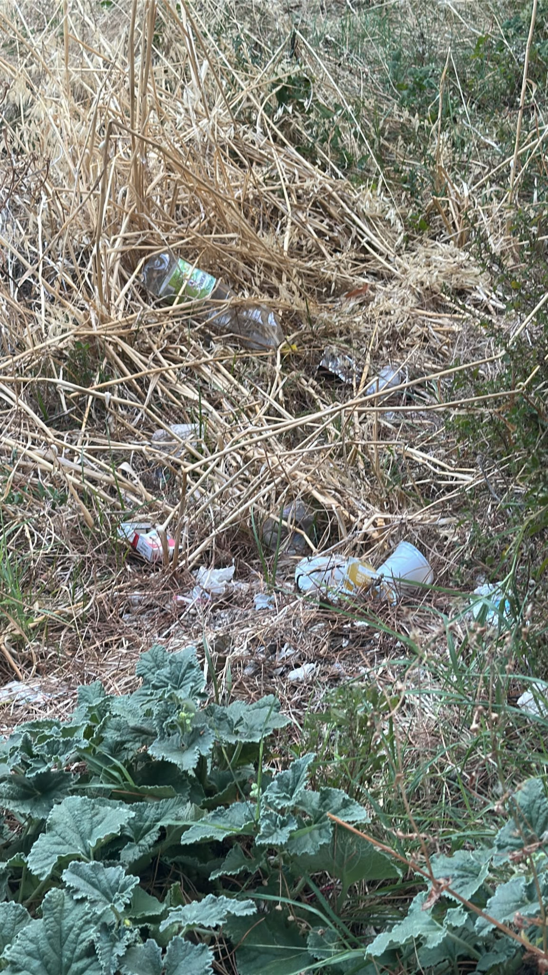 lattanzi-scarsa-manutenzione-del-verde