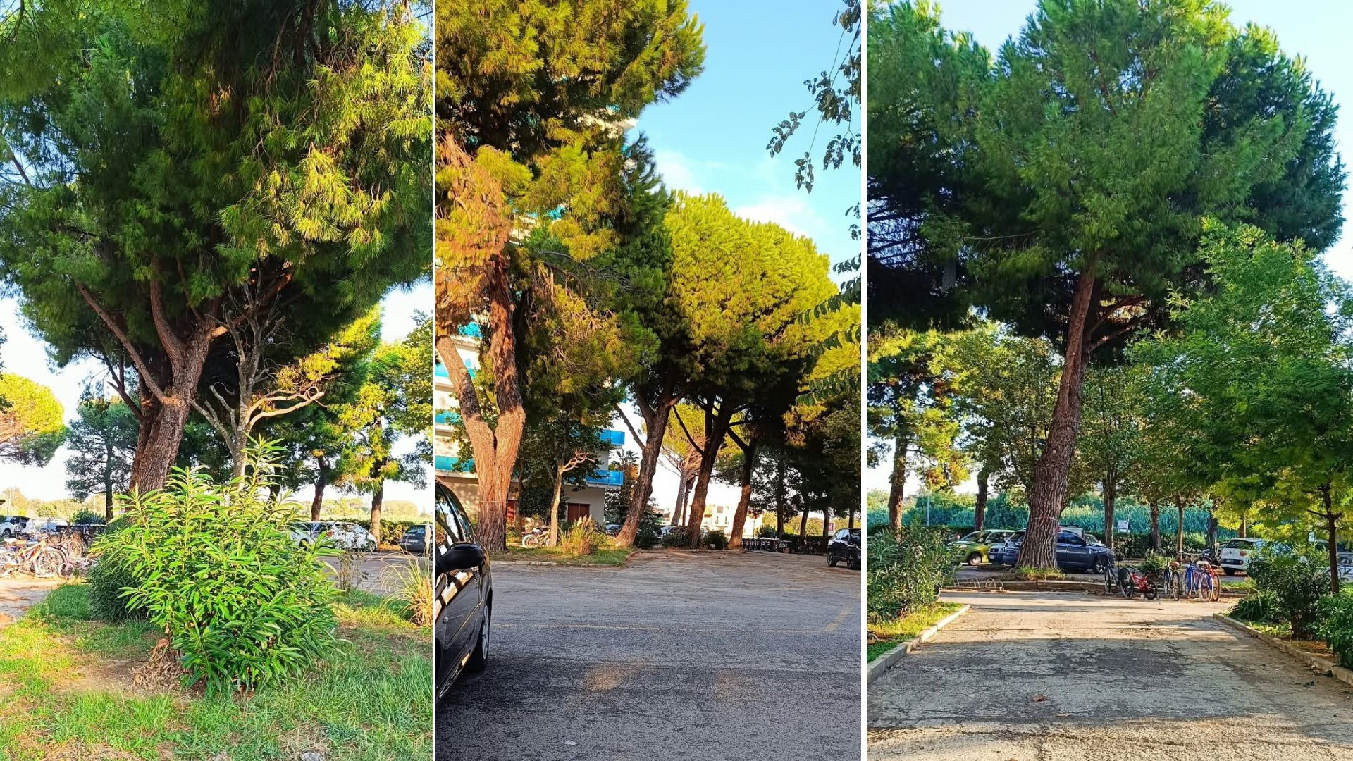 porto-recanati-condominio-pineta-pini