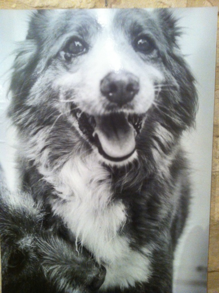 Foto cane Che Potenza 4