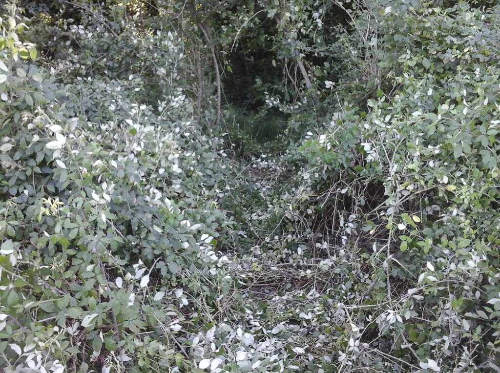 Forestale Intrvento_2