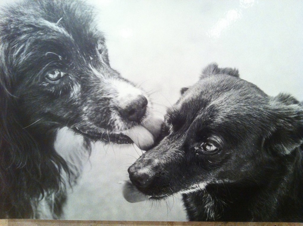 Foto cane che Potenza 3