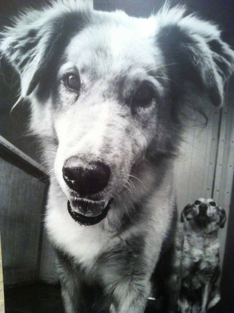 Foto cane Che Potenza 2
