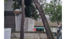 Tolentino, abbattimento di un albero pericolante: cambia la viabilità in via Flaminia