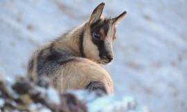 Camoscio dell'Appennino, nuovo censimento nel parco dei Monti Sibillini