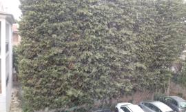 Nevicata di primavera a Civitanova