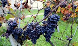 Serrapetrona, partiti "Appassimenti Aperti": l'evento alla scoperta della Vernaccia Nera
