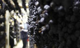 Domenica la seconda giornata di "Appassimenti Aperti": Serrapetrona celebra la Vernaccia Nera con degustazioni e visite in cantina