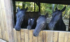 “I nostri animali devono morire?”: San Martino di Fiastra torna al centro del ciclone