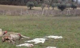 Un gregge di 38 pecore sterminato dai lupi a Matelica