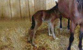 Cavallino vittima del terremoto: due giorni di vita, muore schiacciato dalla mamma impaurita
