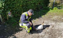 Continua il tour d'aiuti per gli animali terremotati