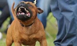 Tentano una rapina, ma il cane li azzanna. Brutta avventura per un consigliere comunale di Porto Recanati