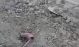 Cavo elettrico sul giardino della casetta: il fatto diventa una denuncia contro ignoti
