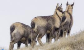 Oltre 150 Camosci sui Sibillini: si possono ammirare insieme a "Il Camoscio dei Sibillini - Escursioni Trekking"