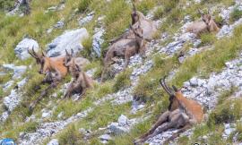 Ussita, oltre 100 camosci fotografati in un giorno