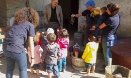 Gagliole, venerdì 4 ottobre è stata giornata di vendemmia per l’Azienda Agricola "La fornace degli Gnomi"