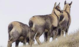 Parco dei Sibillini, cresce la popolazione del camoscio appenninico