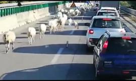 Superstrada... largo alle pecore!