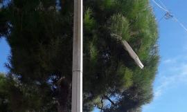 Civitanova, sogno o son desto? Lo strano caso del materasso sull'albero in piazza XX Settembre