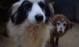 Cs Argo: s.o.s freddo per i cani del canile di Macerata