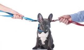 Separazione dei coniugi: chi ha diritto di tenersi il cane o il gatto?