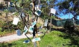 A Montelupone, sabato 9, si terrà "La Festa dell'Albero 2019"