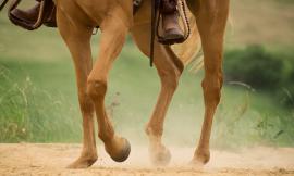 Appignano, 52enne cade da cavallo: trasportato all'Ospedale di Macerata