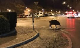 Rincorso da un cinghiale in pieno centro città: grande spavento per un uomo
