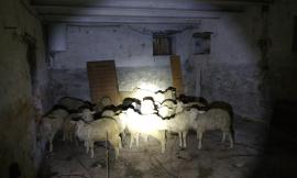 Morrovalle, i Carabinieri Forestali salvano 26 agnelli da una macellazione clandestina (FOTO)