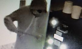 Cingoli, tenta furto alla sala slot e si dà alla fuga: denunciato un 20enne