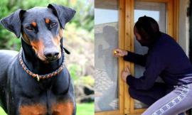 Azzannato dal cane, ladro in fuga sanguinante a Montecosaro