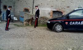 Montefano, incendio in un capanno: animali salvati dai carabinieri