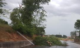 Il maltempo flagella la provincia di Macerata: trombe d'aria e piante in mezzo alla strada (FOTO)