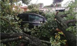 Temporale con caduta alberi: responsabilità del Comune per il risarcimento danni alle automobili