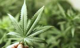 CDB e benessere: cosa sono e a cosa servono i prodotti a base di cannabis