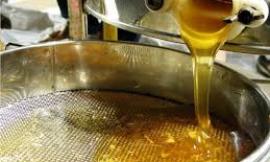 A Montelupone torna Apimarche, la storica kermesse dei mieli e dei suoi derivati