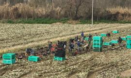 12 ore di lavoro al giorno, 5 euro all'ora, 7 giorni su 7: nominato l'amministratore giudiziario per un'azienda agricola