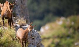 Il Parco Nazionale dei Monti Sibillini si racconta: in programma due importanti iniziative