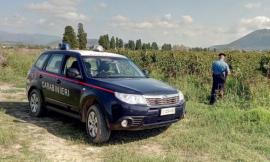 Lotta al caporalato, amministratore giudiziario per tre aziende agricole: lavoratori pagati 2 euro e 50 all'ora