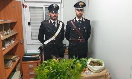 Matelica, in cantina una serra per coltivare marijuana: arrestato 39enne con 1 chilo di droga in casa