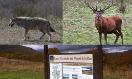 Parco dei Sibillini, Falcucci: "Pronti a uscire, i tre Comuni dell'Alto Nera senza rappresentanti"