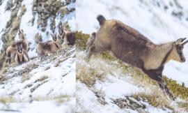 Ussita, la neve fresca e i candidi camosci negli scatti di Simone Gatto
