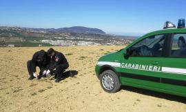 Controlli in due aziende bio del Maceratese: utilizzati fitofarmaci e mangimi non conformi