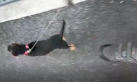 Pollenza, scende in strada per riprendere un flash mob musicale che durava da giorni e viene aggredito (VIDEO)