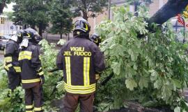 Maltempo, a Tolentino un albero cade e blocca l'accesso al Punto di Primo Intervento dell'Ospedale "San Salvatore"