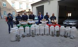 Cingoli, maxi operazione antidroga: oltre 100 kg sequestrati."Destinati allo spaccio nelle scuole"